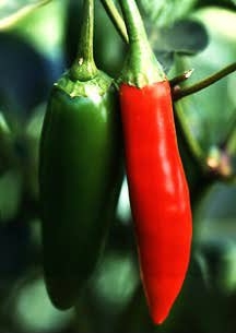 Piments frais - 1