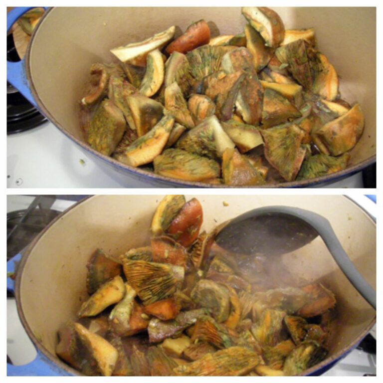 Champignons sanguins en sauce tomate - La recette facile par Toqués 2