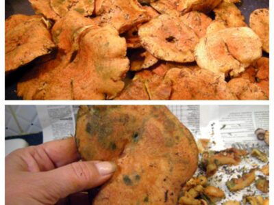 Comment préparer les champignons sanguins - 2