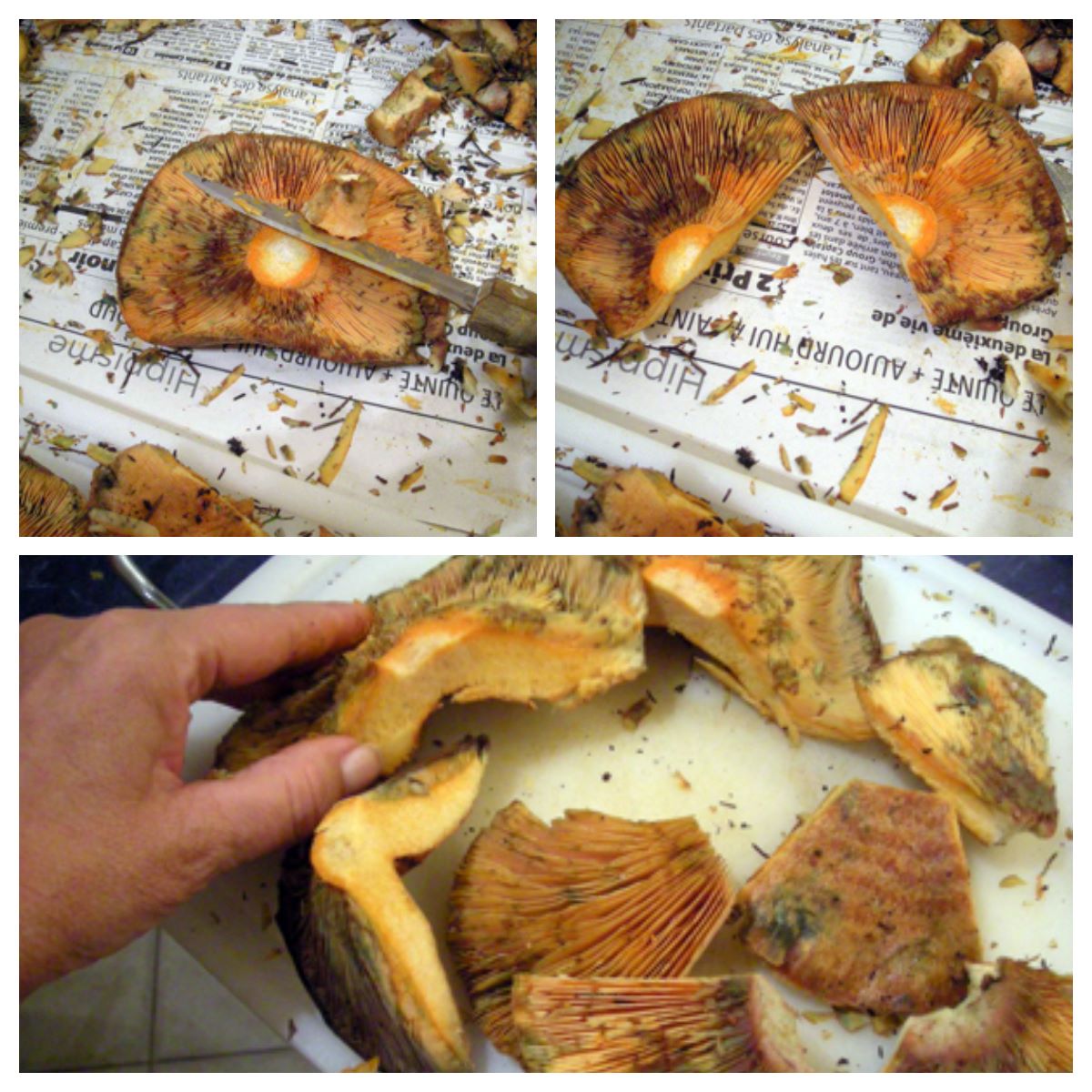 Comment préparer les champignons sanguins - La recette facile par