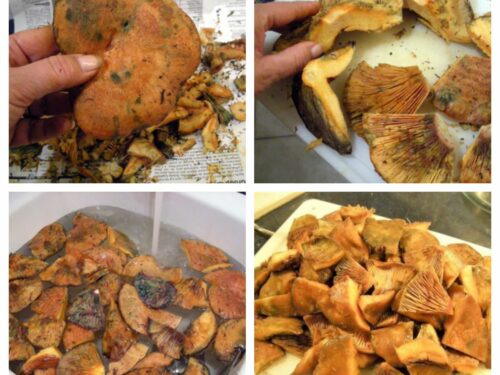 Champignons sanguins en conserve à l'huile - La recette facile par