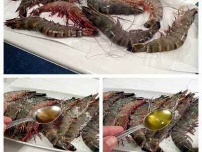 Gambas au pastis - 2
