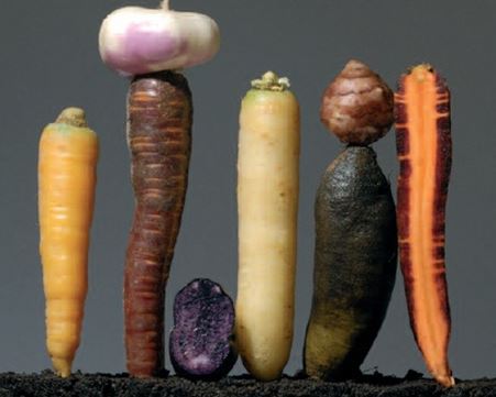Les légumes oubliés, c'est quoi ? - 4