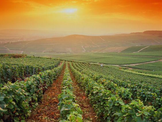 Les spécialités de la région Champagne Ardenne - 7