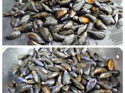 Moules Basquaises - 3