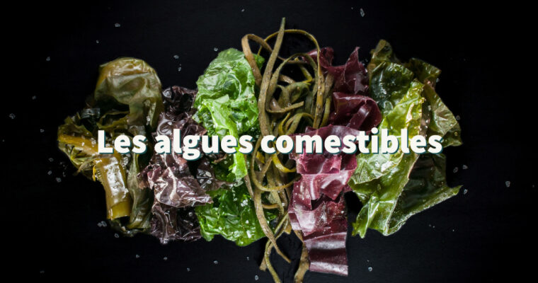 Les algues comestibles