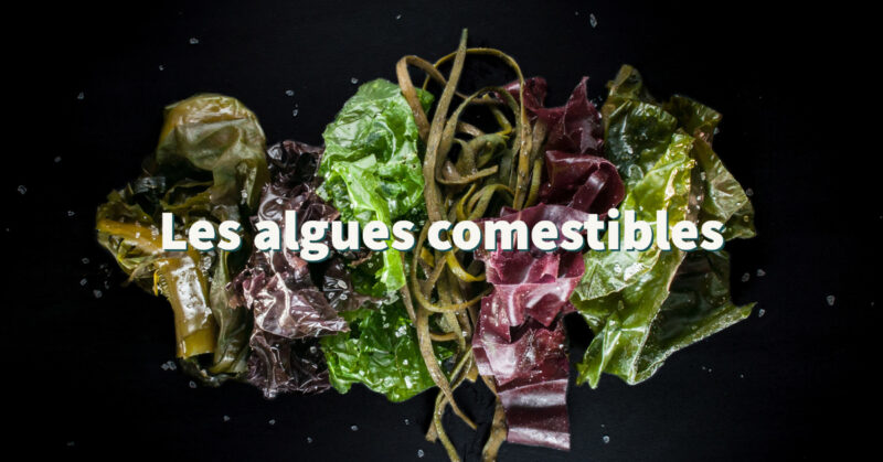 Les algues comestibles - 1