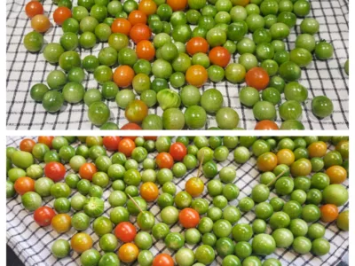 Pickles de tomates cerises - 3